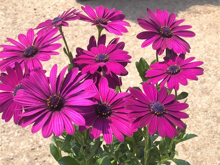 非洲萬壽菊